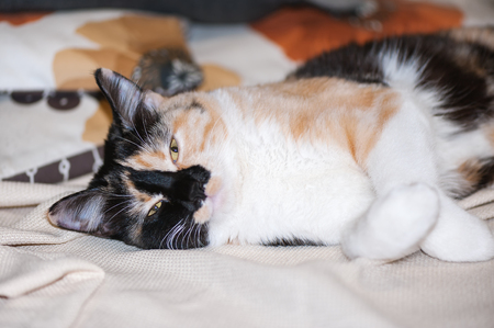Cute spotted cat lies on the bedの写真素材