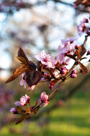 Tree blooming with pink flowers. Close up.の写真素材