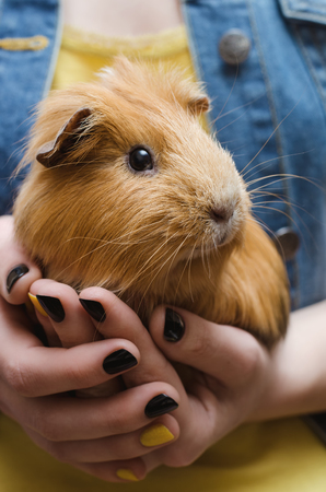 Cute Red Guinea pig on the female hands. Close up.の写真素材