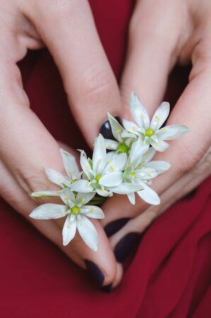 Small white flowers in woman hands. Close up photo.の写真素材