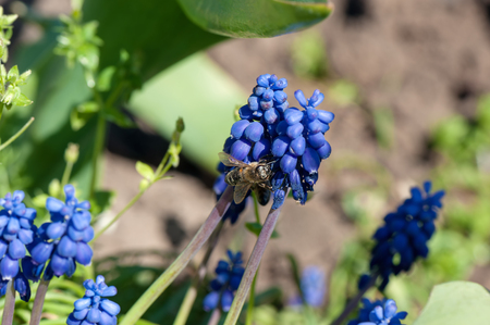 Honey bee collecting pollen from a small blue flowers.の写真素材