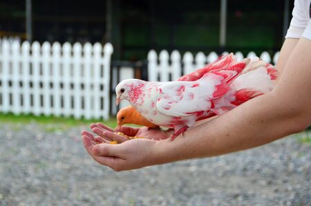 A colored dove eats from human hands.の写真素材