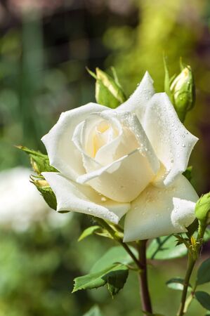 Beautiful white rose blooming in the garden.の写真素材