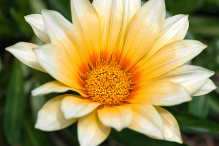 Yellow flower blooming in the garden. Close up.の写真素材