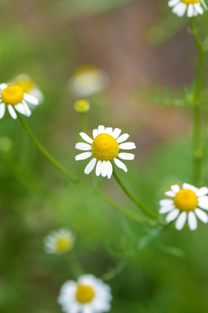 Field of camomile flowers. Close up photo.の写真素材