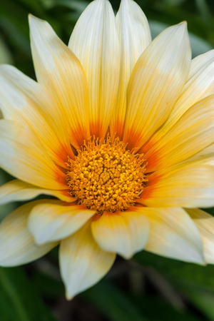 Yellow flower blooming in the garden. Close up.の写真素材