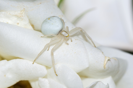 Goldenrod crab spider on white flower. Macro photo.の写真素材