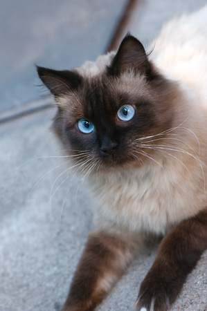 Cute cat with blue eyes. Close up photo.の写真素材