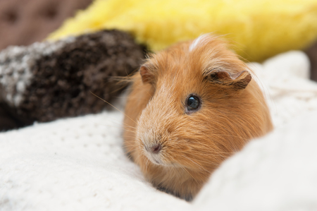 Portrait of red guinea pig. Close up.の写真素材