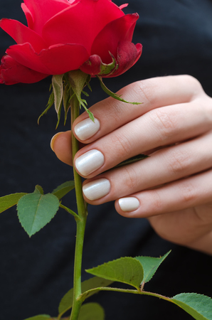 White manicure. Female hand holding red rose.の写真素材