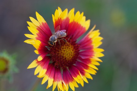 Summer single daisy flower and bee, close up.