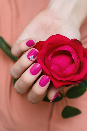 Female hands with pink nail art holding red rose.の写真素材
