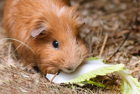 Portrait of red guinea pig eating cabbage.の写真素材