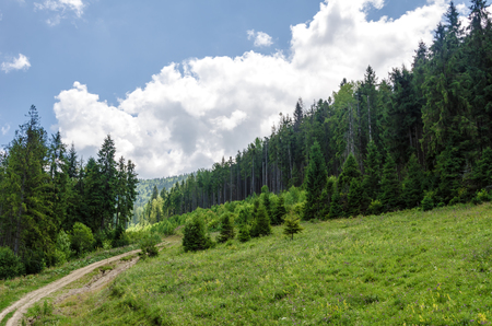 Green Carpathians. Ukrainian mountains, beautiful summer landscapeの写真素材