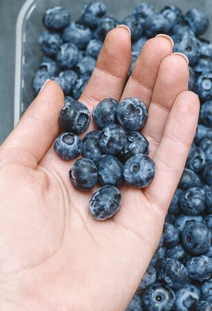 Freshly picked blueberries in young female hand.の写真素材