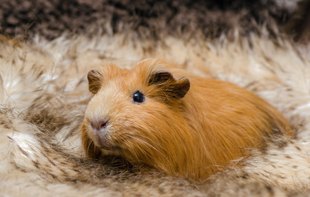 Portrait of cute red guinea pig. Close up.の写真素材