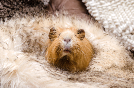 Portrait of cute red guinea pig. Close up.の写真素材