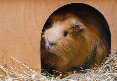 Portrait of red guinea pig in her wooden house.の写真素材