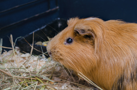 Portrait of cute red guinea pig. Close up.の写真素材