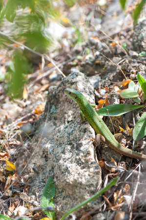 Small green lizard basking in the sun, closeup.の写真素材