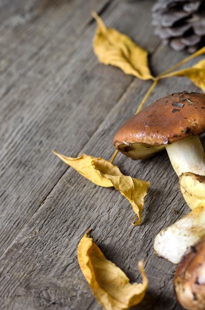 Mushroom greasers on dark wooden background. Close up.の写真素材