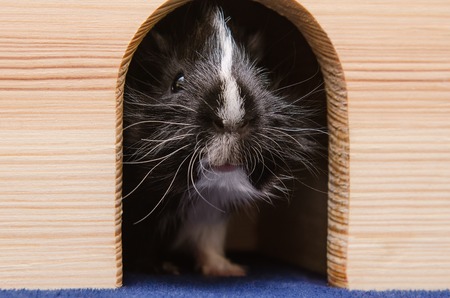 Little black and white guinea pig in wooden house.の写真素材
