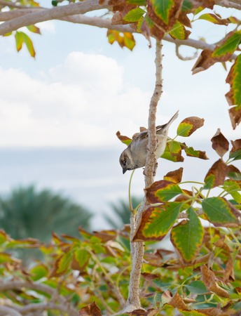 Beautiful small sparrow sits on a branch.の写真素材