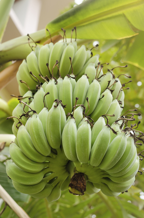 Big branch with green bananas, close up.の写真素材