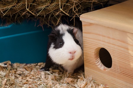 Little black and white guinea pig sits near wooden house.