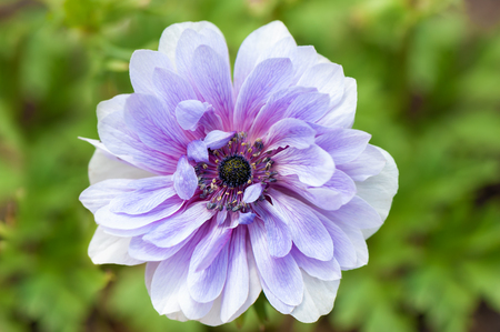 Big purple flower blooming in the gardenの写真素材