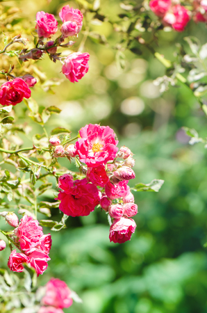 Beautiful pink roses blooming in the garden.の写真素材