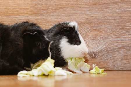 Little cute guinea pigs eating cabbage leaf.の写真素材