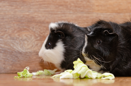 Little cute guinea pigs eating cabbage leaf.の写真素材