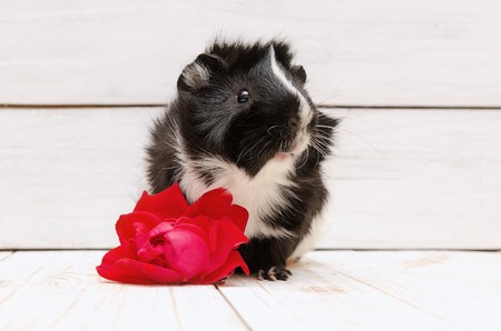 Little black and white guinea pig on white backgroundの写真素材