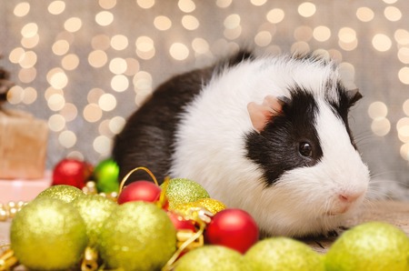 Little cute guinea pig in Christmas decorationの写真素材