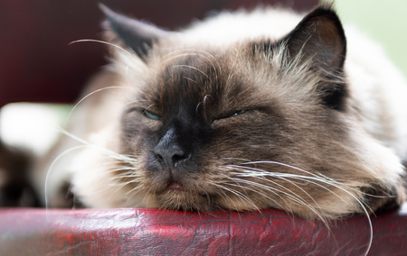Beautiful cat with blue eyes sits on a chairの写真素材