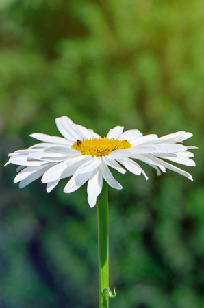 Big camomile flower blooming in the garden.の写真素材