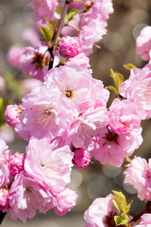 Blooming bush with pink flowers in the gardenの写真素材