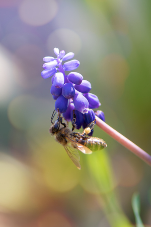 Honey bee collecting pollen from a purple blooming flower