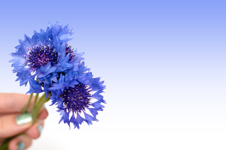 Female hand hold blue flowers on blue gradient background.の写真素材