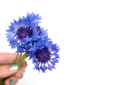 Female hand hold blue flowers on white background.の写真素材