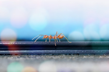 Macro shot of red ant in natureの写真素材