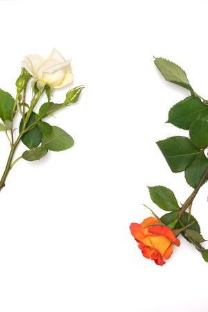 White and orange roses on white background.の写真素材