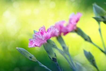 Beautiful pink flower blooming in the garden.の写真素材