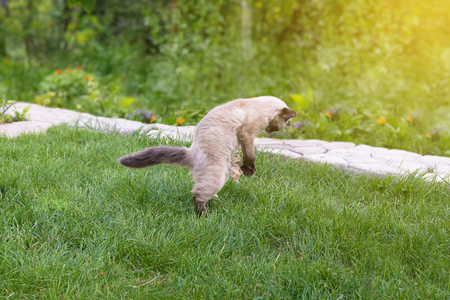 Cute kitten playing with paper on green grass.の写真素材