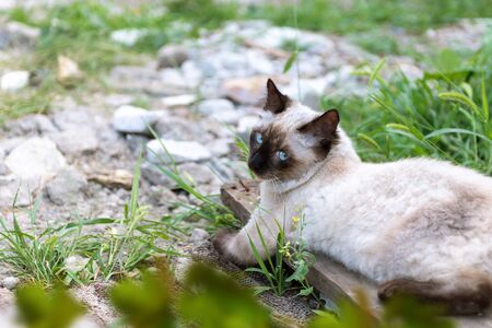 Cute kitten with blue eyes sits in green grass.の写真素材