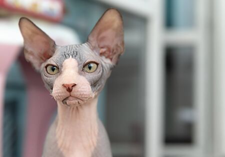 Portrait of cat sphinx without hair at homeの写真素材