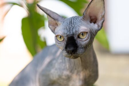 Portrait of cat sphinx without hair in the garden.