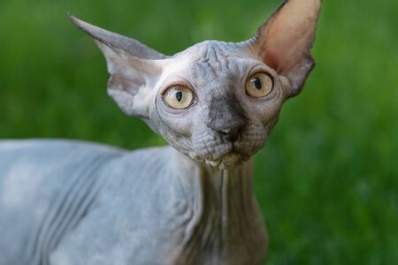 Portrait of cat sphinx without hair in the garden.の写真素材