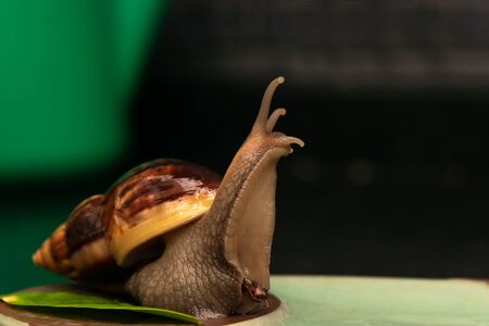 Big snail Achatina on a dark backgroundの写真素材